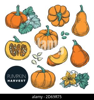 Zucche intere e fette di zucca isolate su sfondo bianco. Illustrazione vettoriale dello schizzo a colori. Autunno gourd raccolto. L'agricoltura disegnata a mano e lontano Illustrazione Vettoriale