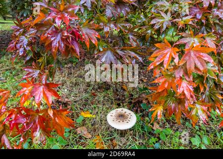 Parasolo fungo o shaggy parassol, (Macrolepiota procera o Chlorophyllum rhacodes) in sottobosco deciduo, Surrey, Inghilterra sudorientale, in autunno Foto Stock