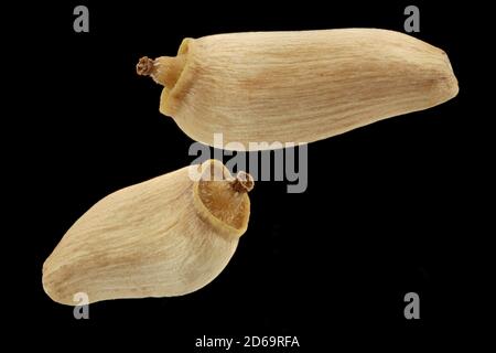 Cirsium acaule, Thistle nani, Stängellose Kratzdistel, primo piano, semi (frutti), lunghezza 3-4 mm Foto Stock