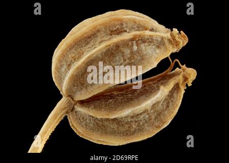 Conium maculatum, Hemlock, Gefleckter Schierling, primo piano, semi (frutti), lunghezza 3-4 mm Foto Stock