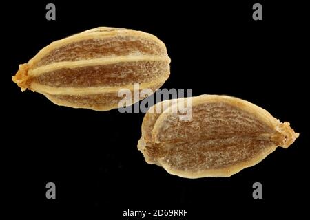 Conium maculatum, Hemlock, Gefleckter Schierling, primo piano, semi (frutti), lunghezza 3-4 mm Foto Stock