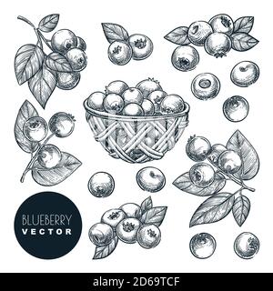 Illustrazione vettoriale dello schizzo delle bacche di mirtillo. Bog vendemmia di whortleberry in cesto di legno. Elementi di progettazione isolati per l'agricoltura e l'agricoltura disegnati a mano. Illustrazione Vettoriale