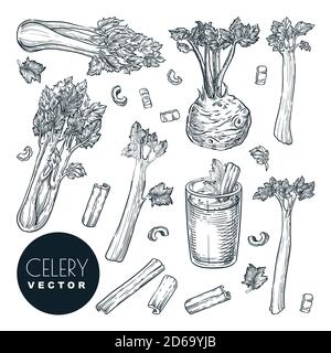 Gambi di sedano e radice, isolati su sfondo bianco. Illustrazione vettoriale dello schizzo. Verdure fresche verdi di insalata vendemmia. L'agricoltura disegnata a mano e lontano Illustrazione Vettoriale
