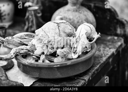 Teschi di capra per decorazione terrificanti, halloween dettaglio, stregoneria Foto Stock