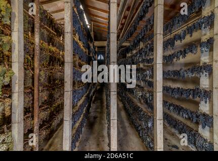 Grappoli di uve bianche e nere sono appesi in varie file ad appassire, per la produzione del famoso vin santo, Toscana, Italia Foto Stock