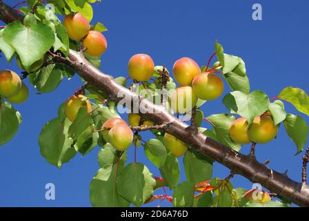 Albicocche su un albero di albicocca. Foto Stock