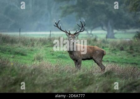 Irish Red Deer Stag con impressionanti 14 punti antlers in Pioggia nel Parco Nazionale di Killarney a Kerry in Irlanda Foto Stock