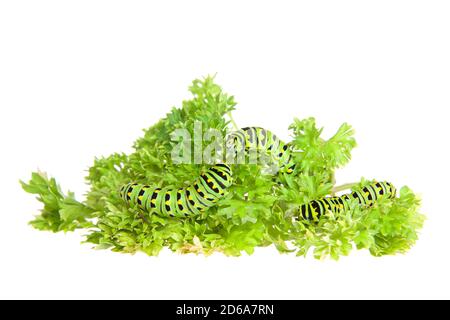 Primo piano di Three Old World, o Common Yellow Swallowtail caterpillar mangiare prezzemolo, isolato su bianco Foto Stock