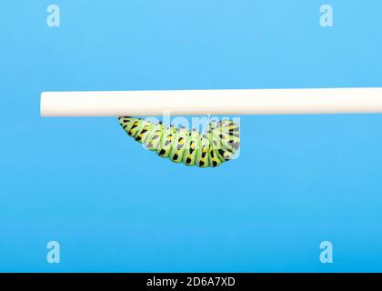 Nero, verde e giallo, Vecchio mondo, o comune giallo Swallowtail caterpillar, attaccato ad un perno di legno che si prepara a racchiudere in un crisalide. Blu Foto Stock