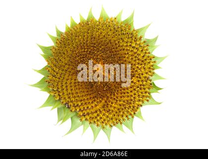 Primo piano del centro di un girasole gigante, meno i petali. Isolato su bianco. Foto Stock