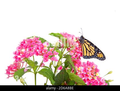 Primo piano di una farfalla monarca poggiata su fiori di lantana rosa e giallo, isolata su bianco. Vista profilo. Foto Stock