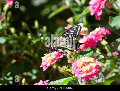 Vista profilo di One Old World, o Yellow Swallowtail Butterfly su fiori rosa e giallo Lantana in un giardino cortile. Bellezza in natura. Foto Stock