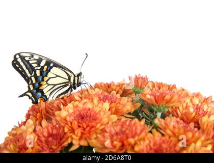 Vista del profilo di One Old World, o Yellow Swallowtail farfalla appollaiata su fiori arancioni di mums, isolato su bianco. Foto Stock