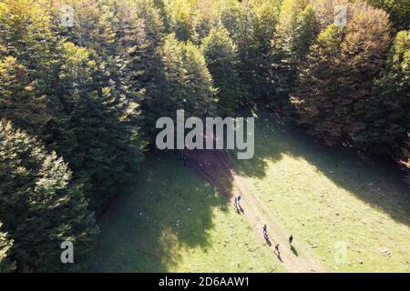Viggianello, Italia. 11 Ott 2020. (NOTA PER GLI EDITORI: L'immagine è stata creata con un drone). Turisti nei boschi di piano Ruggio a circa 1550 metri di altezza, sui monti Pollino in Basilicata, Italia meridionale. Meta turistica molto popolare durante tutto l'anno. Credit: Agenzia fotografica indipendente/Alamy Live News Foto Stock
