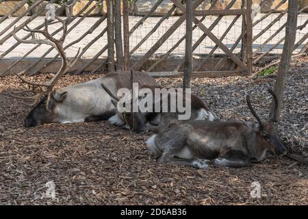 I Raindeers dormono al sole a Pairi Daiza Foto Stock