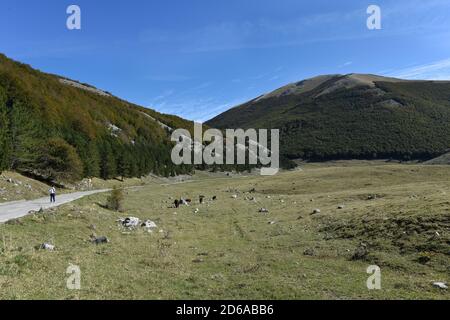 Viggianello, Italia. 11 Ott 2020. Una vista su piano Ruggio a circa 1550 metri di altezza, sui monti Pollino in Basilicata, Italia meridionale. Meta turistica molto popolare durante tutto l'anno. Credit: Agenzia fotografica indipendente/Alamy Live News Foto Stock