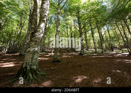 Viggianello, Italia. 11 Ott 2020. Una vista all'interno dei boschi di piano Ruggio, a circa 1550 metri di altezza, sui monti Pollino in Basilicata, Italia meridionale. Meta turistica molto popolare durante tutto l'anno. Credit: Agenzia fotografica indipendente/Alamy Live News Foto Stock