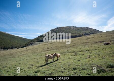 Viggianello, Italia. 11 Ott 2020. Alcune mucche pascolano a piano Ruggio a circa 1550 metri di altezza, sulle montagne del Pollino in Basilicata, Italia meridionale. Meta turistica molto popolare durante tutto l'anno. Credit: Agenzia fotografica indipendente/Alamy Live News Foto Stock