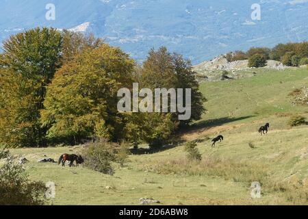 Turno, Italia. 11 Ott 2020. Alcuni cavalli corrono liberi in piano di Pedarreto, a circa 1300 metri di altezza, sui monti Pollino in Basilicata, Italia meridionale. Meta turistica molto popolare durante tutto l'anno. Credit: Agenzia fotografica indipendente/Alamy Live News Foto Stock