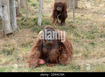 Orangutan godendo di una giornata di sole seduto su un prato Foto Stock