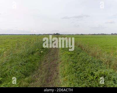 Un campo agricolo nei pressi di Weesp, Paesi Bassi Foto Stock