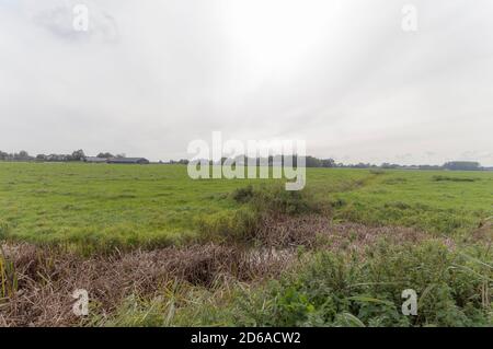 Un campo agricolo nei pressi di Weesp, Paesi Bassi Foto Stock