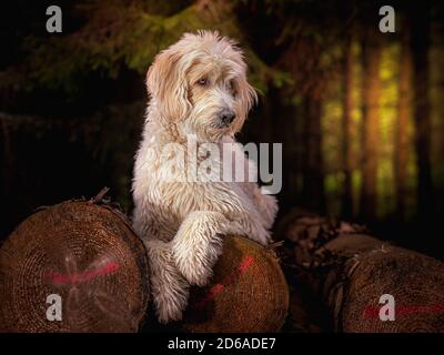 Cole, Ladradoddle, Foto Stock