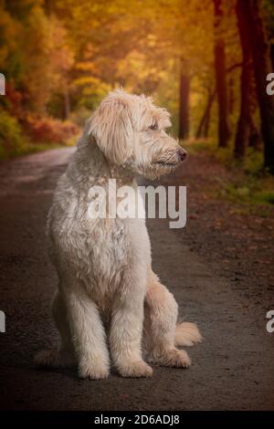 Cole, Ladradoddle, Foto Stock