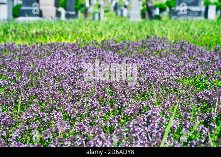 Una copertura di timo strisciante a bassa crescita all'interno dello storico Mount Royal Cemetery a Montreal, Quebec Canada, in una giornata di sole. Foto Stock