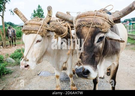 Primo piano di una mucca nera e gialla con un maschera e vestito al lavoro e sformo Foto Stock