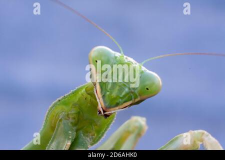 C'è una mantis di preghiera femminile tirata in una macro immagine dalla parte anteriore del loro viso. Foto Stock