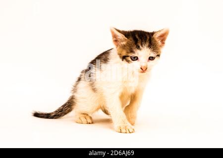 bel gatto bianco nero macchiato timpano su sfondo bianco Foto Stock