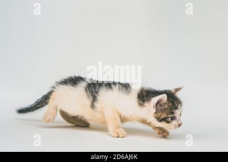 bel gatto bianco nero macchiato timpano su sfondo bianco Foto Stock