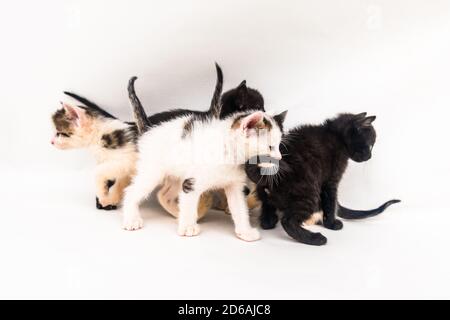 bei piccoli gatti che guardano couriously e che posano Foto Stock