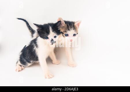 bei piccoli gatti che guardano couriously e che posano Foto Stock