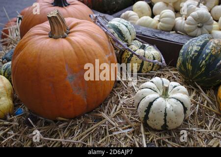 Diverse varietà di squash e zucche su verdure colorate di paglia vista dall'alto Foto Stock