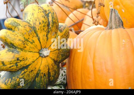 Diverse varietà di squash e zucche su verdure colorate di paglia vista gialla Foto Stock