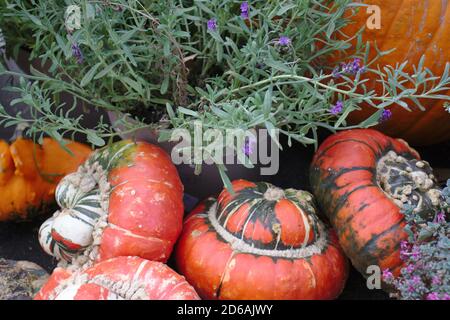 Diverse varietà di squash e zucche su verdure colorate di paglia vista dall'alto Foto Stock