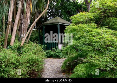 acer palmatum dissectum viridis,laceleaf acer,acers,verde,lime,foglie,fogliame,primavera,ornamentale,albero,alberi,giardino,gazebo,Mount Usher Gardens,Wicklow,R. Foto Stock