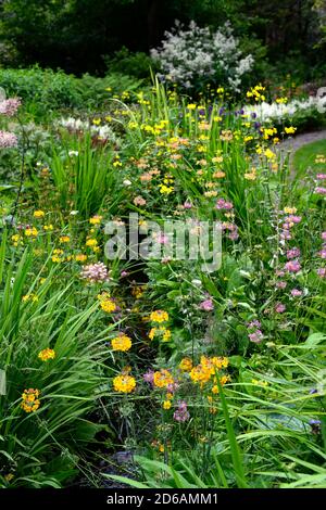 Stream foderato con primulas giapponesi, primula japonica, massa, massaggiata, piantando, mix, colori misti, giallo, rosa, viola, rosso, arancio, perenne, RM Floral Foto Stock