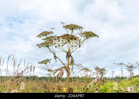 Heracleum. Campo con erbacce e fiori, piantagione sopra il cielo Foto Stock