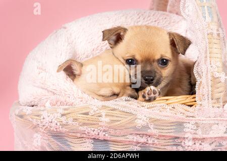 Due simpatici cuccioli di Chihuahua che dormono su una pelliccia rosa in un cesto di pizzo rosa con sfondo rosa Foto Stock
