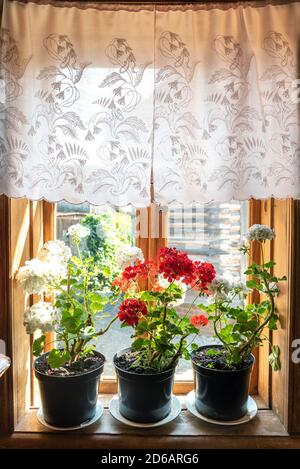 Fioritura di piante di casa in vaso sul davanzale a casa Foto Stock