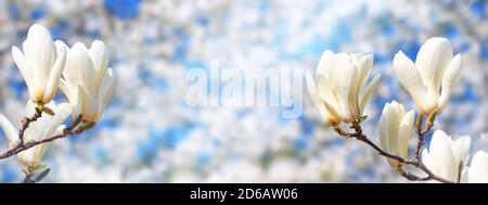 Primavera sfondo, panorama, banner - magnolia bianco fiori su un albero sullo sfondo di un giardino fiorito e le luci del sole, primo piano con spazio f Foto Stock