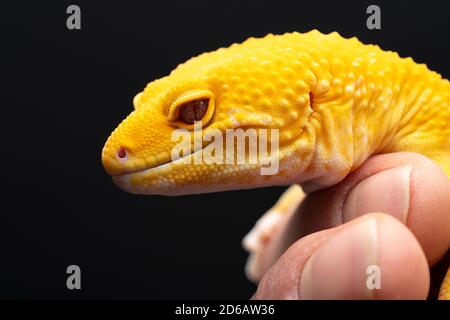 Lucertola gecko gialla con occhi rossi trattenuti da A. mano umana su sfondo nero Foto Stock