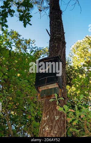 BAT misure conservative con l'installazione di scatole di pipistrelli in alberi Foto Stock