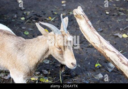 Vista della testa da una capra nana africana occidentale è una razza tradizionale di Africa occidentale e centrale, Capra aegagrus hircus Foto Stock