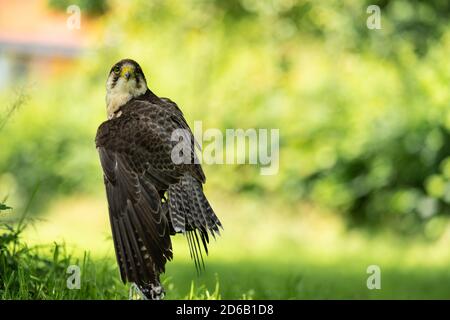 Ritratto di un n adulto lanner Falcon ( Falco Biarmicus ) seduta con le ali distribuite all'esterno su uno sfondo verde naturale Foto Stock