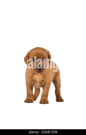 cucciolo di labrador di 5 settimane isolato su sfondo bianco in piedi Foto Stock