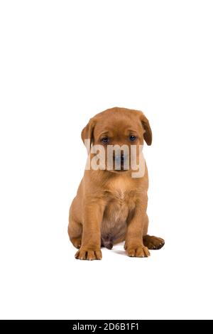 cucciolo di labrador di 5 settimane isolato su sfondo bianco seduta Foto Stock